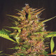 Семена конопли Pakistan Chitral Kush reg. ACE Seeds