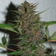 Семена конопли Pakistan Chitral Kush reg. ACE Seeds