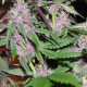 Семена конопли Pakistan Chitral Kush reg. ACE Seeds