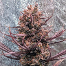Panama Haze regular (ACE Seeds)