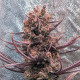 Семена конопли Panama Haze reg. ACE Seeds