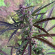 Семена конопли Panama Haze reg. ACE Seeds