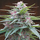 Насіння коноплі Panama reg. ACE Seeds