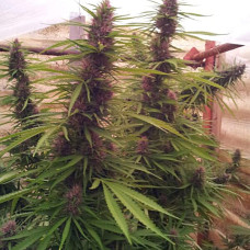 Panama regular (ACE Seeds)