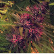 Насіння коноплі Panama reg. ACE Seeds