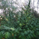 Насіння коноплі Panama reg. ACE Seeds