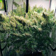 Насіння коноплі Panama x Bangi Haze reg. ACE Seeds