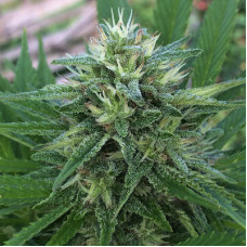 Panama x Bangi Haze regular (ACE Seeds)
