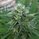 Насіння коноплі Panama x Bangi Haze reg. ACE Seeds