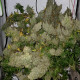 Насіння коноплі Panama x Bangi Haze reg. ACE Seeds