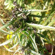 Семена конопли Parvati Tosh Valley reg. ACE Seeds