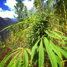 Parvati Tosh Valley regular (ACE Seeds)