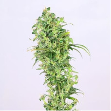 Pulwama F2 regular (ACE Seeds)