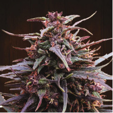 Purple Haze x Malawi regular (ACE Seeds)
