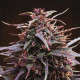 Семена конопли Purple Haze x Malawi reg. ACE Seeds