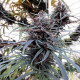 Семена конопли Purple Haze x Malawi reg. ACE Seeds