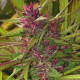 Семена конопли Purple Satellite reg. ACE Seeds