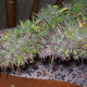 Семена конопли Purple Satellite reg. ACE Seeds