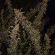 Quetta ´23 XXL Selección morada regular (ACE Seeds)