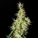 Семена конопли Rasol reg. ACE Seeds
