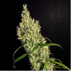 Rasol regular (ACE Seeds)