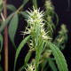 Семена конопли Rasol reg. ACE Seeds