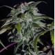 Семена конопли Sheberghan reg. ACE Seeds