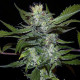 Семена конопли Sheberghan reg. ACE Seeds