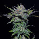 Семена конопли Sheberghan reg. ACE Seeds