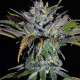 Семена конопли Sheberghan reg. ACE Seeds
