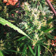 Семена конопли Sheelawathi reg. ACE Seeds