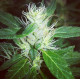Семена конопли Sheelawathi reg. ACE Seeds