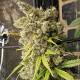 Семена конопли Super Malawi Haze reg. ACE Seeds