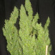 Семена конопли Thai reg. ACE Seeds
