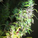 Семена конопли Thai reg. ACE Seeds