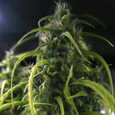 Thai regular (ACE Seeds)