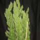 Семена конопли Thai reg. ACE Seeds