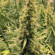 Семена конопли Thai x Panama reg. ACE Seeds