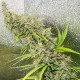 Семена конопли Thai x Panama reg. ACE Seeds