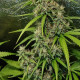 Семена конопли Thai x Panama reg. ACE Seeds