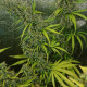 Семена конопли Thai x Panama reg. ACE Seeds