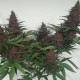 Семена конопли Violeta reg. ACE Seeds