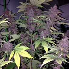 Violeta regular (ACE Seeds)