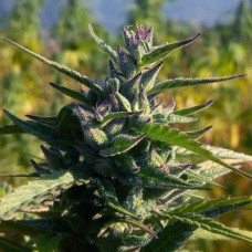 Wailing Valley regular (ACE Seeds)