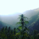 Семена конопли Wailing Valley reg. ACE Seeds