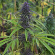 Семена конопли Wailing Valley reg. ACE Seeds