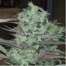 Zacateca Tribute regular (ACE Seeds)