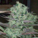 Семена конопли Zacateca Tribute reg. ACE Seeds