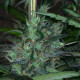 Семена конопли Zacateca Tribute reg. ACE Seeds