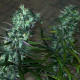 Семена конопли Zacateca Tribute reg. ACE Seeds